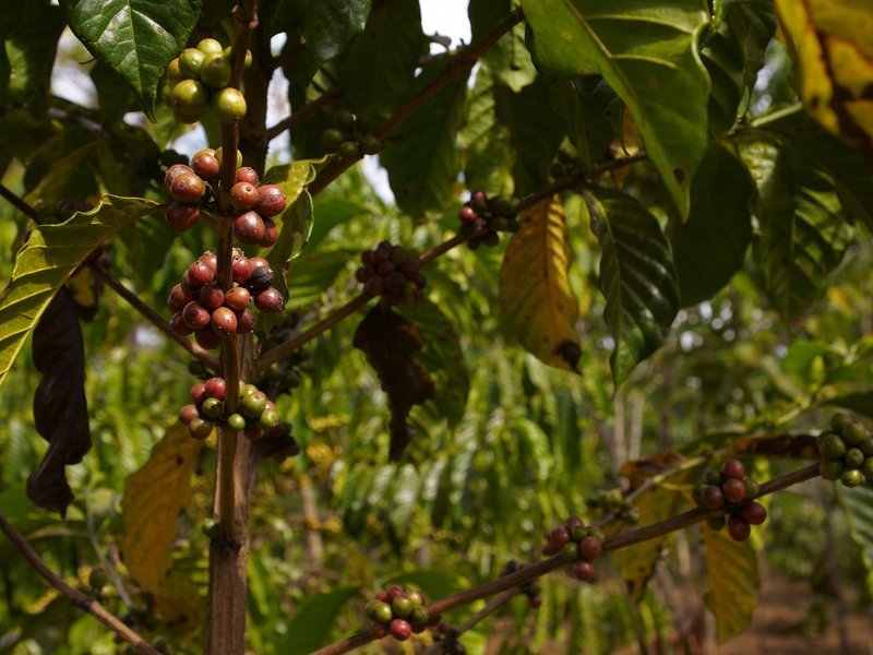 Bolaven Plateau, Coffee
